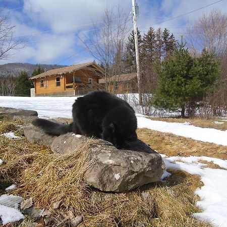 Margaree Forks Cajun Cedar Log Cottages מראה חיצוני תמונה